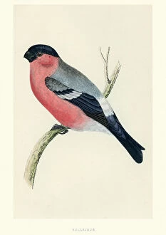 Coat of Arms Engravings 18th Century Collection: Natural History - Birds - Eurasian bullfinch