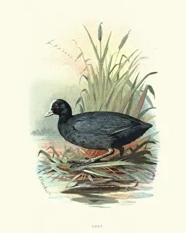 Natural History, Birds, Eurasian coot (Fulica atra)