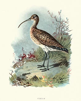 Images Dated 8th August 2018: Natural history, Birds, Eurasian curlew or common curlew (Numenius arquata)