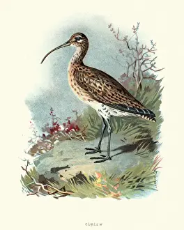 Natural history, Birds, Eurasian curlew or common curlew (Numenius arquata)