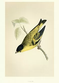 Natural History - Birds - Eurasian siskin