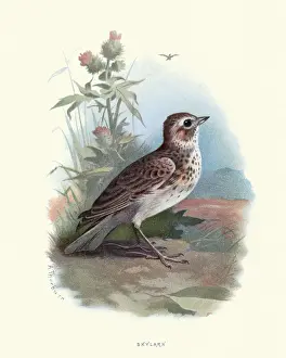 Natural history, Birds, Eurasian skylark (Alauda arvensis)
