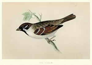 Natural History - Birds - Eurasian tree sparrow