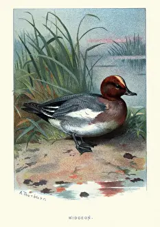 Natural history birds, Eurasian wigeon (widgeon) (Mareca penelope)