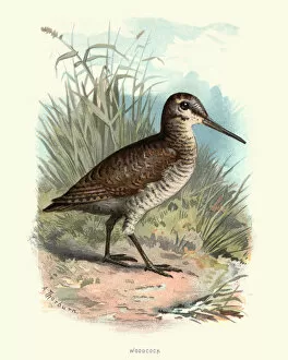 Images Dated 2nd May 2017: Natural History - Birds - Eurasian woodcock
