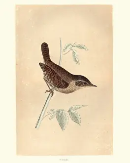 Natural history, Birds, Eurasian wren (Troglodytes troglodytes)