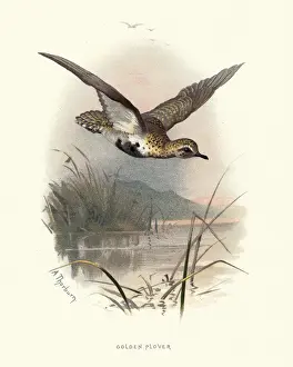 Natural history, Birds, European golden plover (Pluvialis apricaria)