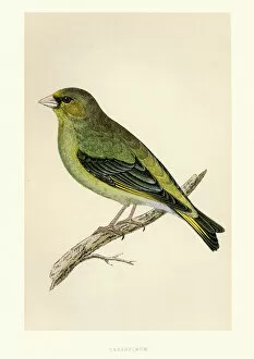 Natural History - Birds - European greenfinch