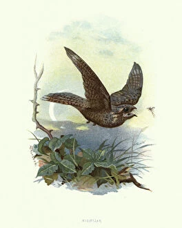 Images Dated 3rd November 2018: Natural history, Birds, European nightjar (Caprimulgus europaeus)