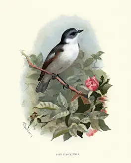 Natural history, Birds, European pied flycatcher (Ficedula hypoleuca)