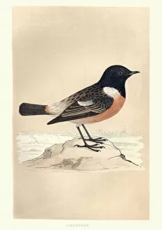 Natural World Collection: Natural History, Birds, European stonechat (Saxicola rubicola)