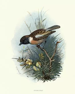 Images Dated 3rd November 2018: Natural history, Birds, European stonechat (Saxicola rubicola)
