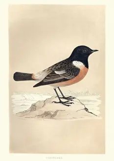 Natural History, Birds, European stonechat (Saxicola rubicola)