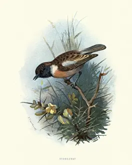 Natural history, Birds, European stonechat (Saxicola rubicola)