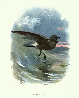 Natural history, Birds, European storm petrel (Hydrobates pelagicus)