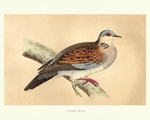 Images Dated 19th June 2018: Natural history, Birds, European turtle dove (Streptopelia turtur)