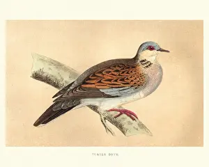Natural history, Birds, European turtle dove (Streptopelia turtur)