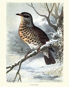 Fine Art Collection: Natural History, Birds, fieldfare (Turdus pilaris)