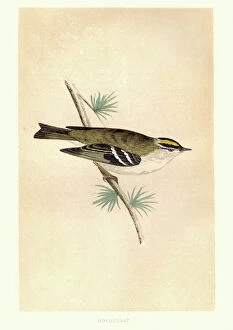 Natural history, Birds, goldcrest (Regulus regulus)