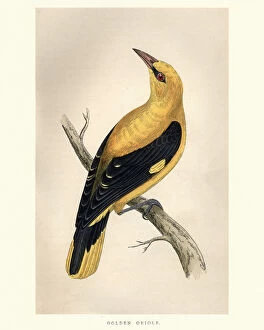 Images Dated 4th November 2017: Natural History, Birds, golden oriole (Oriolus oriolus)