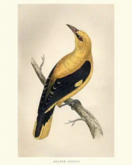 Golden Prints: Natural History, Birds, golden oriole (Oriolus oriolus)