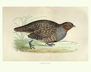 Birds Gallery: Natural history, Birds, grey partridge (Perdix perdix)