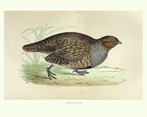 Styles Prints: Natural history, Birds, grey partridge (Perdix perdix)