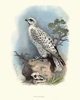 Natural History, Birds, Gyrfalcon (Falco rusticolus)