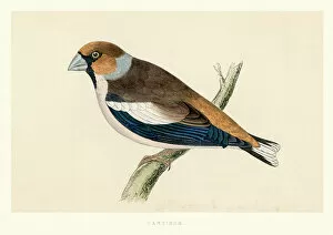 Images Dated 21st June 2017: Natural History - Birds - Hawfinch