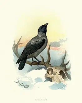 Corvus Cornix Prints: Natural history, Birds, hooded crow (Corvus cornix)