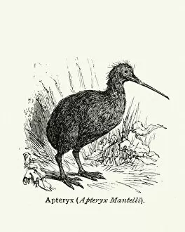 Images Dated 7th May 2018: Natural history - Birds - Kiwi bird