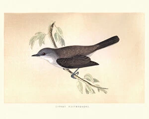 Natural history, Birds, Lesser whitethroat (Sylvia curruca)
