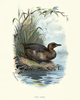 Natural history, Birds, little grebe (Tachybaptus ruficollis)