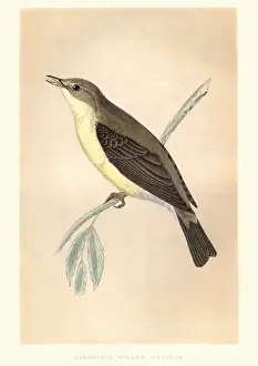 Natural history, Birds, Melodious warbler (Hippolais polyglotta)