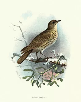 Natural World Collection: Natural history, Birds, Mistle thrush