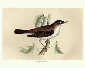 Natural World Prints: Natural History, Birds, Nightingale (Luscinia megarhynchos)