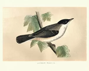 Images Dated 9th April 2018: Natural History, Birds, Orphean warbler