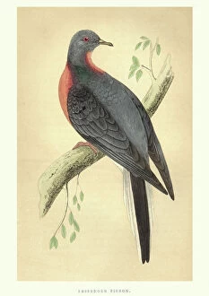 Images Dated 19th June 2018: Natural history, Birds, Passenger pigeon (Ectopistes migratorius)