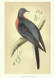 Victorian Prints: Natural history, Birds, Passenger pigeon (Ectopistes migratorius)