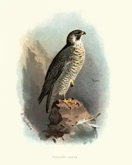 Birds Prints: Natural history, Birds, peregrine falcon (Falco peregrinus)