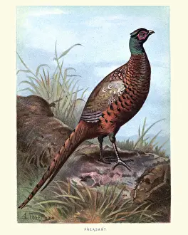 Natural History - Birds - Pheasant (Phasianus colchicus)