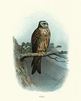 Natural history, birds of prey, Red kite (Milvus milvus)