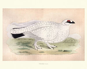 Fine Art Collection: Natural history, Birds, Ptarmigan