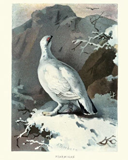 Natural World Collection: Natural history, Birds, Ptarmigan, Lagopus
