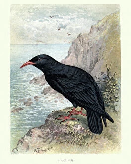 Birds Gallery: Natural History, Birds, Red-billed chough (Pyrrhocorax pyrrhocorax)