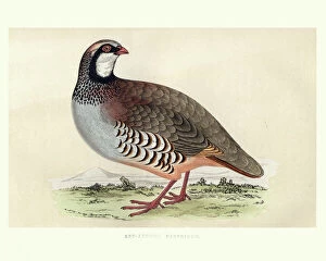 Bird Lithographs Gallery: Natural history, Birds, red-legged partridge (Alectoris rufa)
