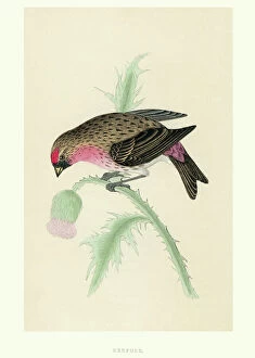 Fine Art Collection: Natural History - Birds - Redpoll