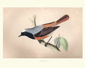 The History of British Birds by Morris Collection: Natural History, Birds, Redstart (Phoenicurus phoenicurus)