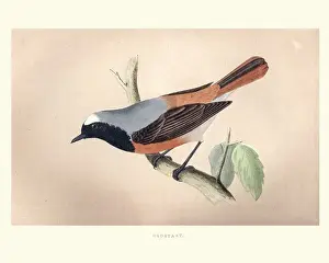 Natural History, Birds, Redstart (Phoenicurus phoenicurus)