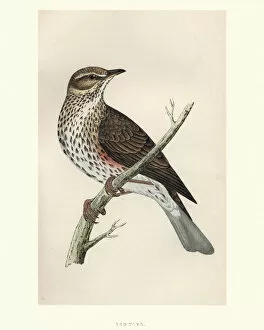 Natural History, Birds, Redwing (Turdus iliacus)